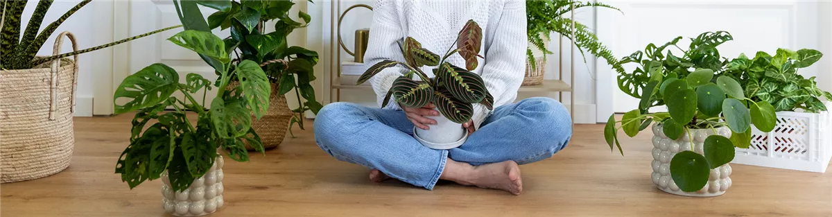 wunderstrauch giftig Codiaeum variegatum 'Bush on Fire' | Wunderstrauch