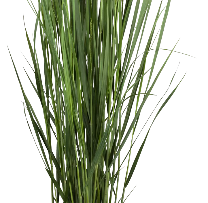 Garten-Ruten-Hirse 'Northwind'