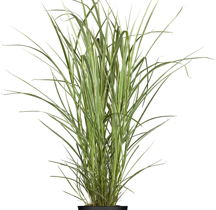 Garten-Chinaschilf 'Variegatus'