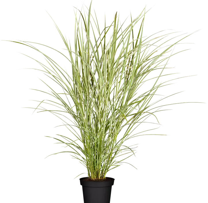 Garten-Chinaschilf 'Variegatus'