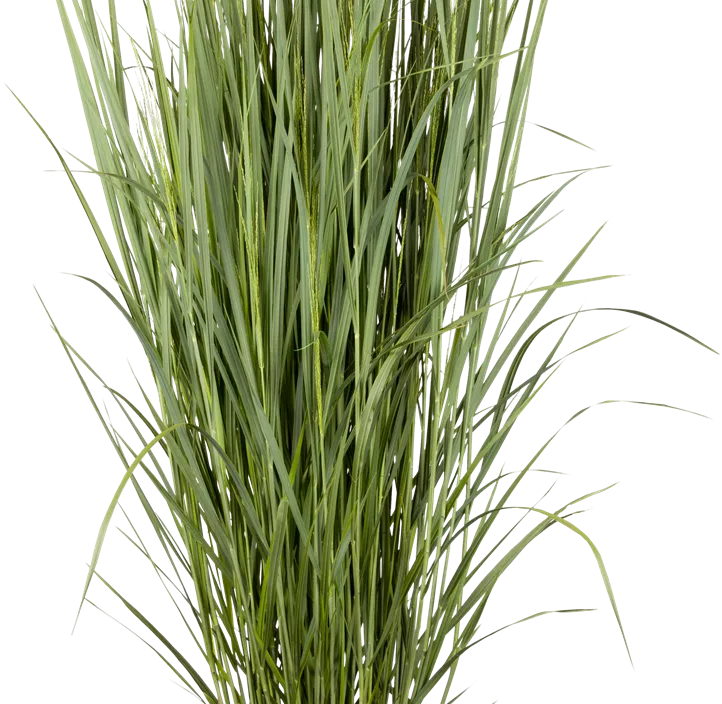 Garten-Ruten-Hirse 'Northwind'