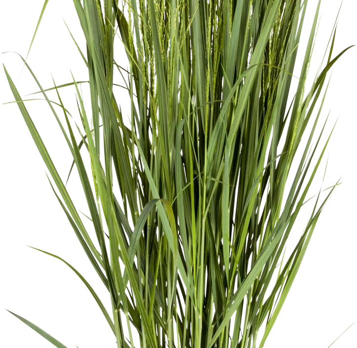 Garten-Ruten-Hirse 'Northwind'