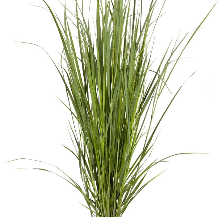Garten-Ruten-Hirse 'Northwind'