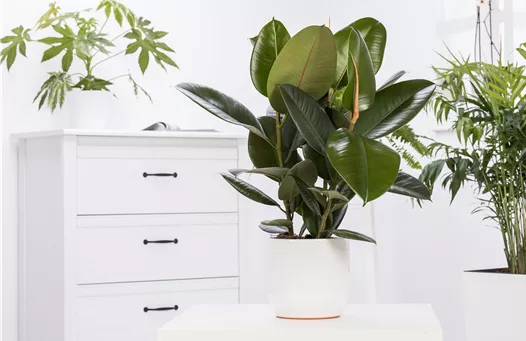 Ficus elastica 'Robusta'