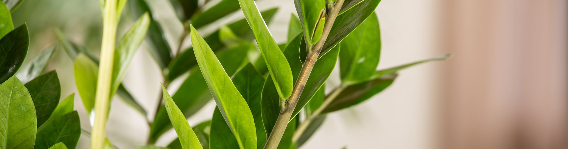 Zamioculcas zamiifolia
