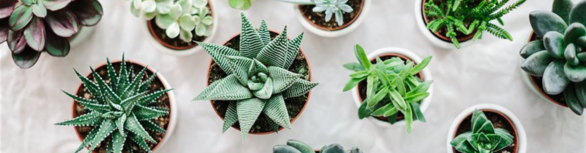 ladyvenom_bellaflora-17-0-72-1300-731 ladyvenom_bellaflora-17-0-72-1300-731