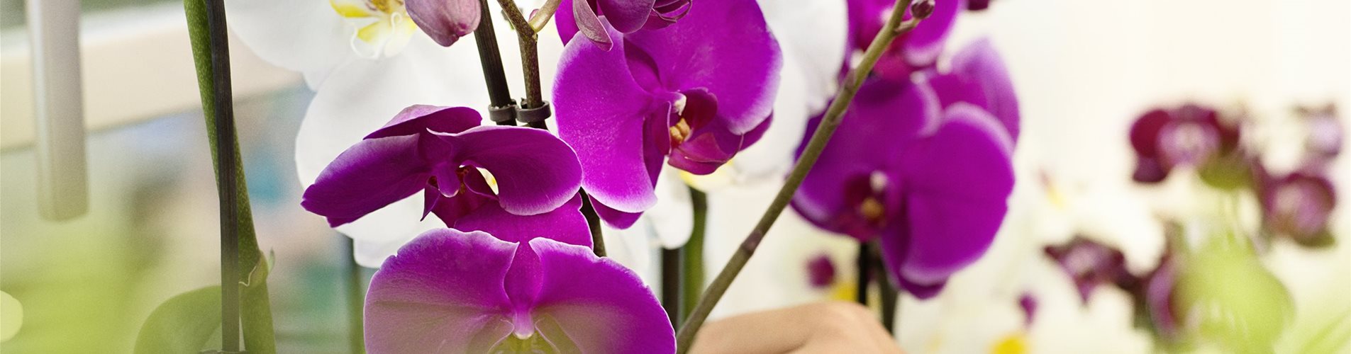 Bellaflora_Orchideen_RGB-0-0-3152-1773 Bellaflora_Orchideen_RGB-0-0-3152-1773
