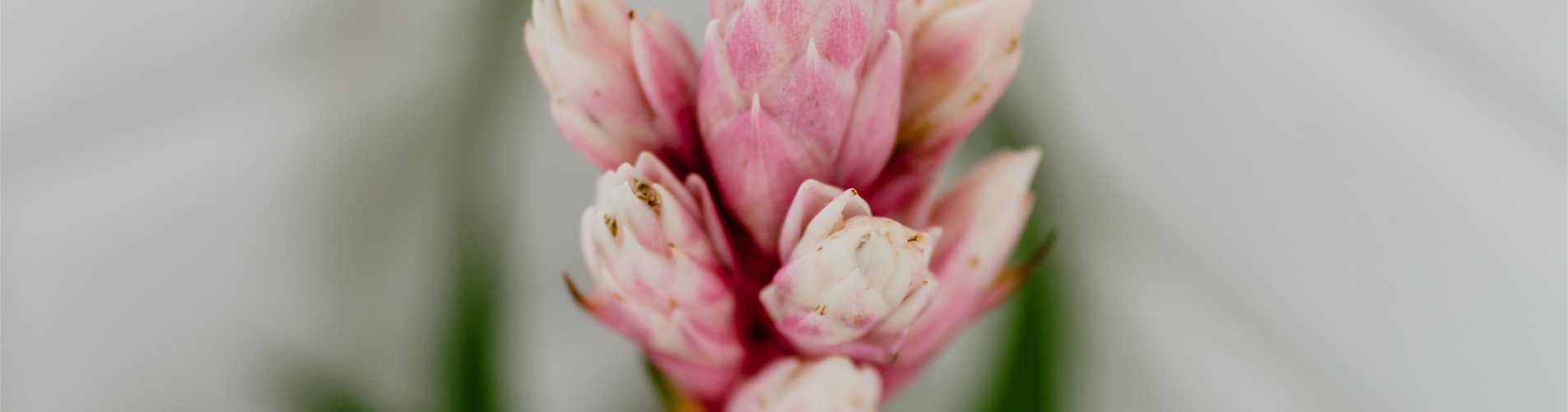 bellaflora-sommer-studiosoco-190-0-2924-4043-2274 bellaflora-sommer-studiosoco-190-0-2924-4043-2274