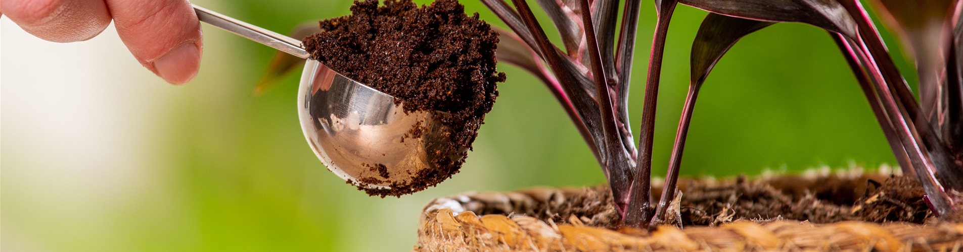 Pflanzenpflege mit Hausmitteln - Düngen mit Kaffeesatz