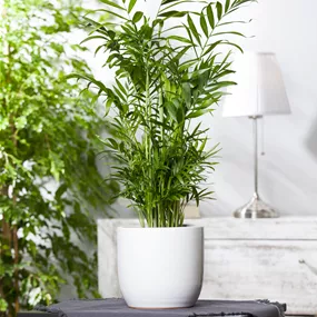 Chamoedorea elegans