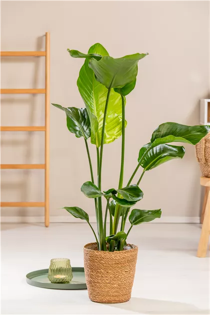strelitzia nicolai wie schnell wchst Strelitzia Nicolai  Foliage Dreams