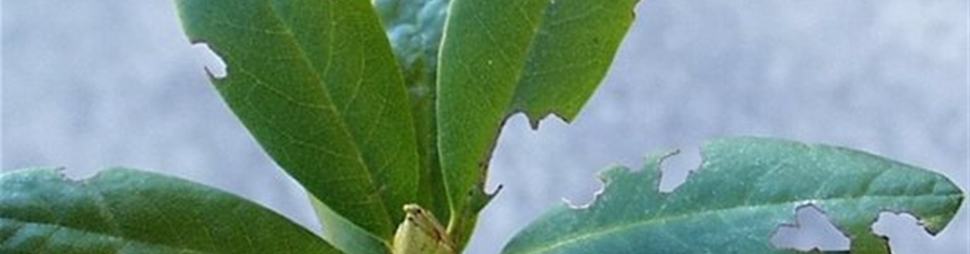 Dickmaulrüssler Fraßschaden an Rhododendronblättern