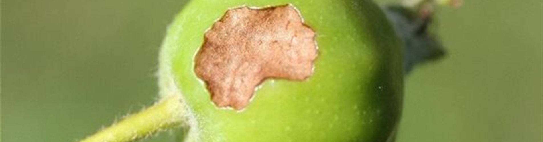 Frostapanner an Apfel Fraßschaden Frostapanner an Apfel Fraßschaden