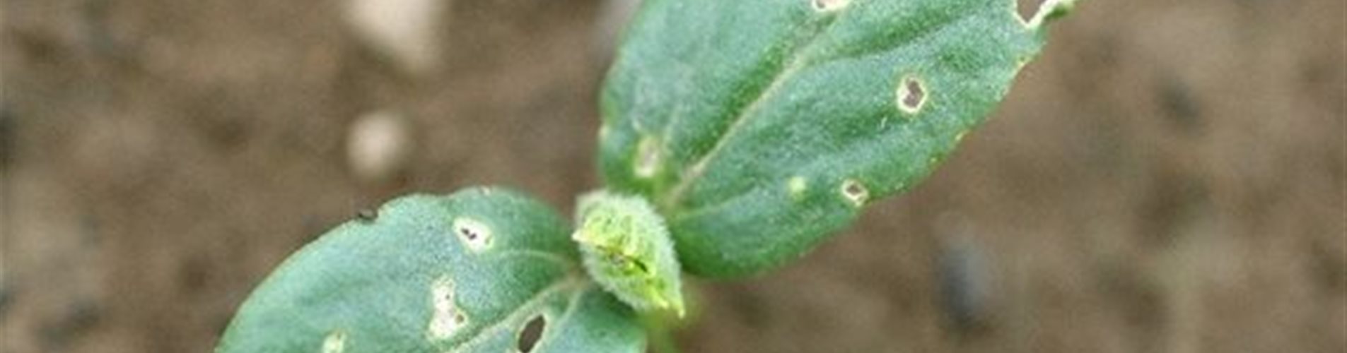 Schadbild Kugelspringer an Gurke Schadbild Kugelspringer an Gurke