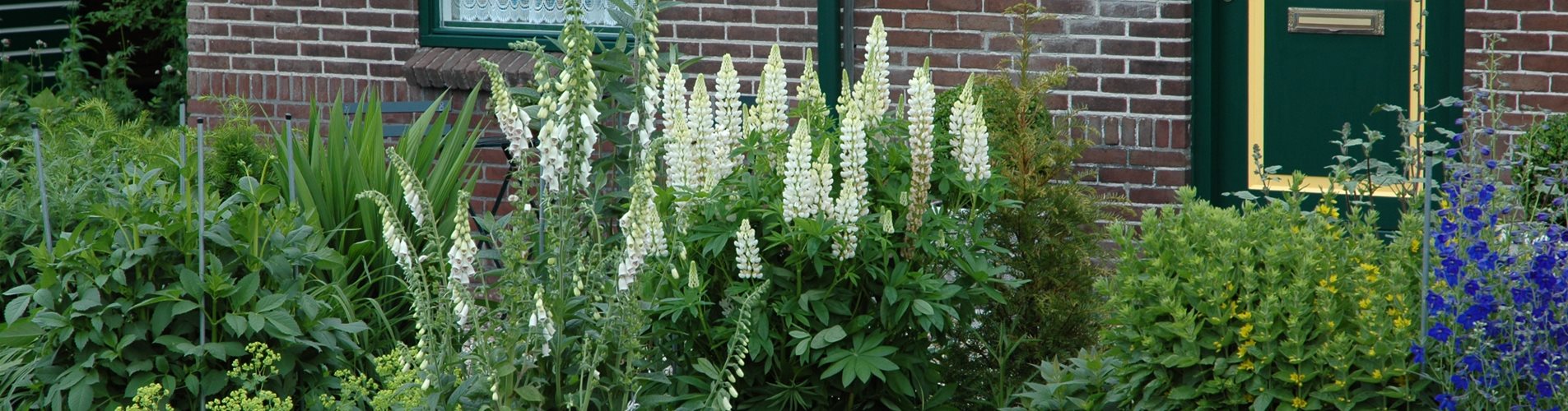 Blumenbeet vorm Haus Blumenbeet vorm Haus