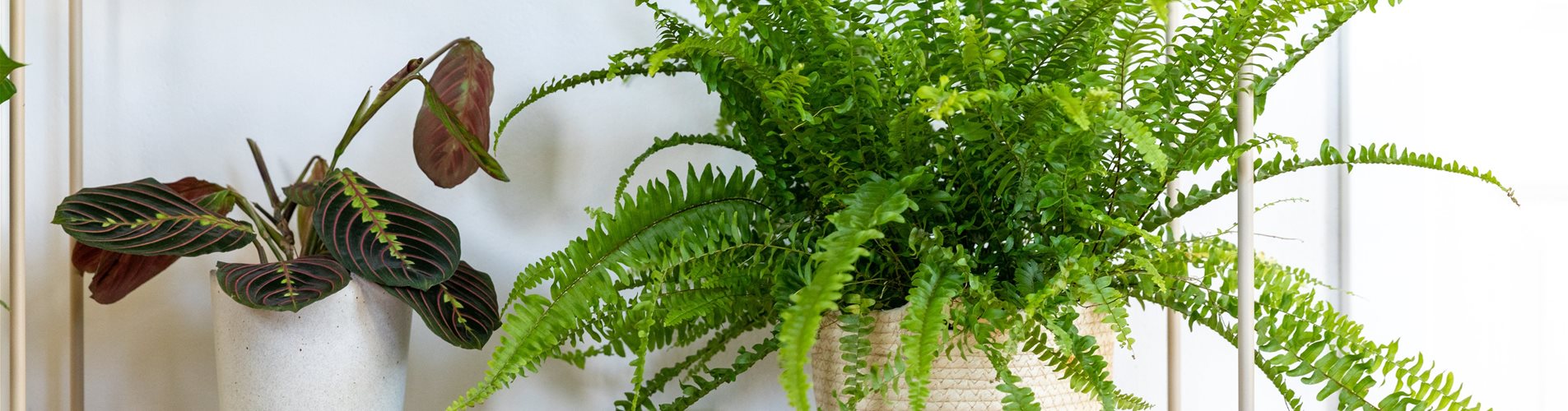 Jungle Ambiente - Farn