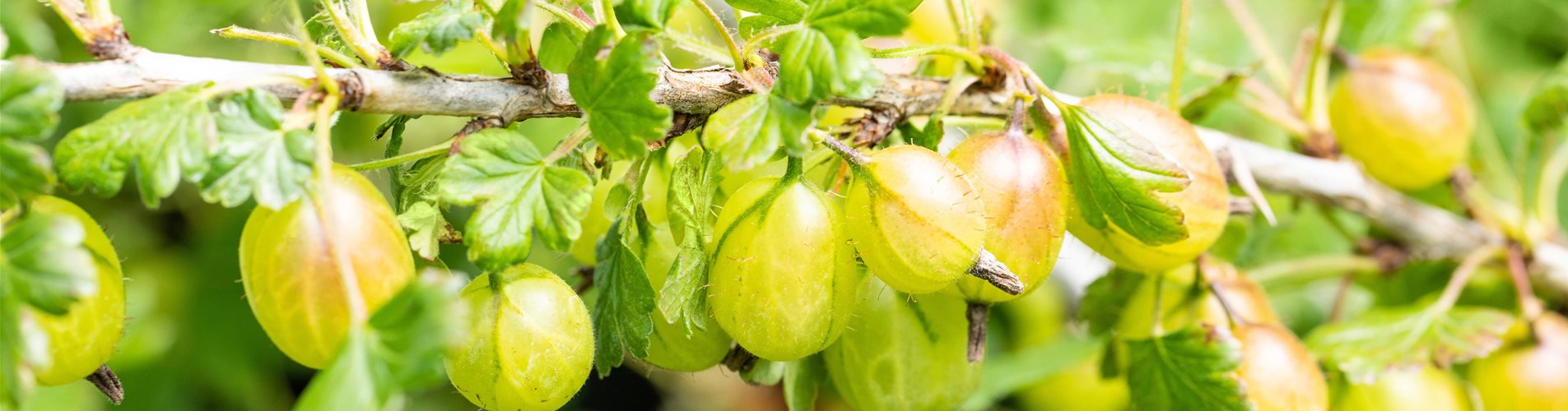 Ribes (Stachelbeere) 'Invicta' Ribes (Stachelbeere) 'Invicta'