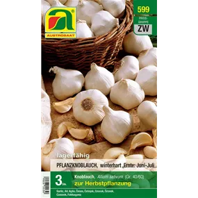 Allium sativum