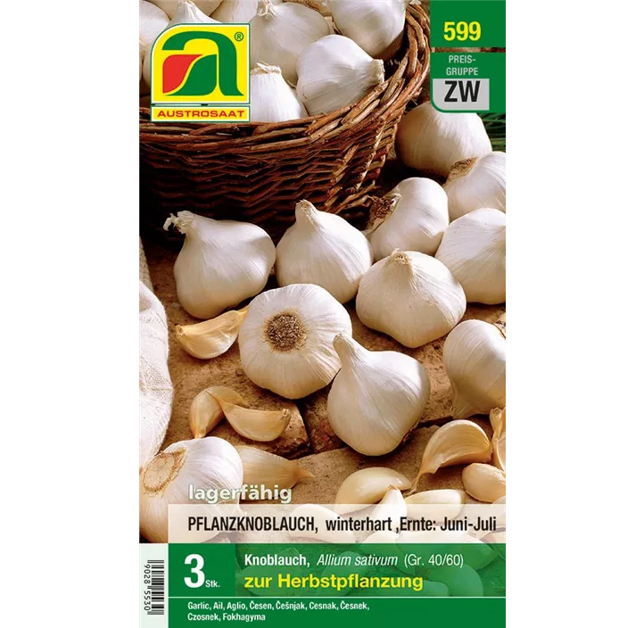 Winterknoblauch
