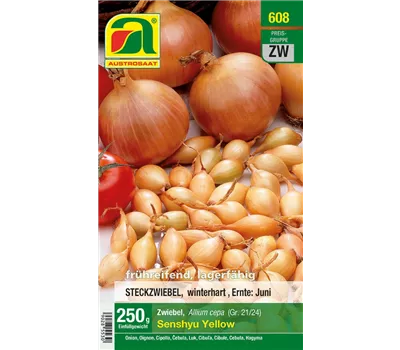 Allium cepa Senshyu Yellow