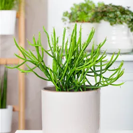 Euphorbia tirucalli