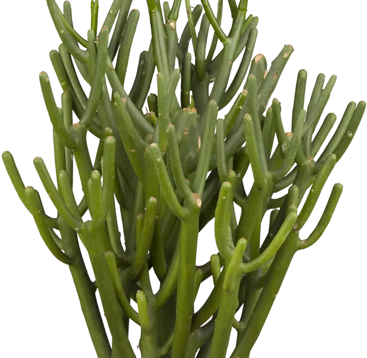 Bleistiftpflanze Bleistiftpflanze