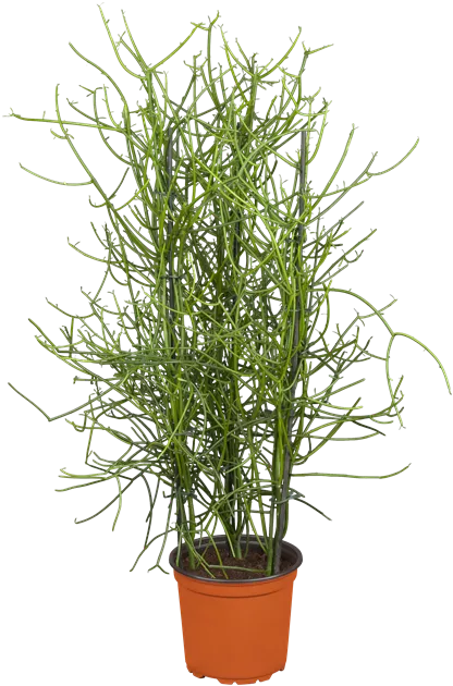 Euphorbia tirucalli, Bleistiftpflanze - Bellaflora