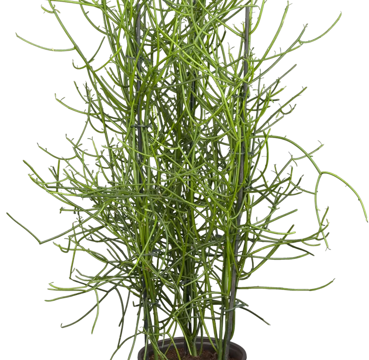 Bleistiftpflanze Bleistiftpflanze