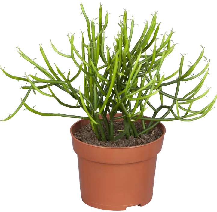 Bleistiftpflanze Bleistiftpflanze