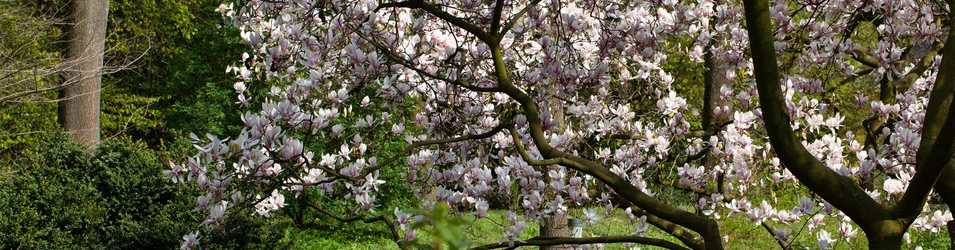 Magnolia Magnolia