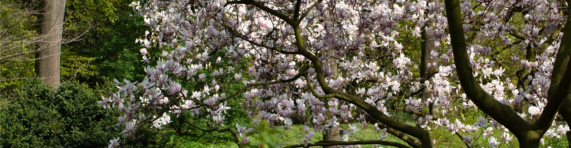 Blühende Sträucher: Farbige Highlights im eigenen Garten - Bellaflora