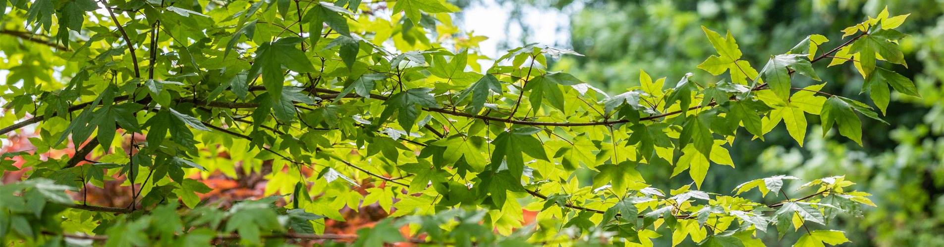 Acer zoeschense (x) 'Annae'