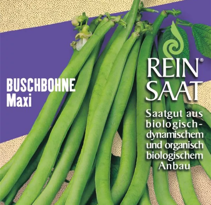 Buschbohne Maxi Buschbohne Maxi