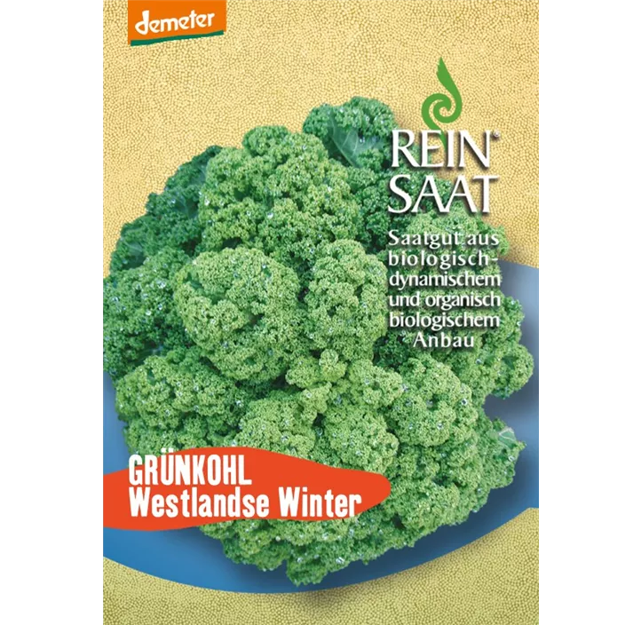 Grünkohl Westlandse Winter 