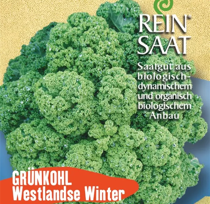 Grünkohl Westlandse Winter 