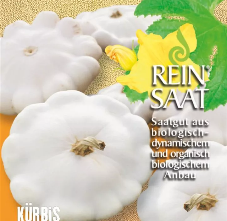 Kürbis Custard White Kürbis Custard White