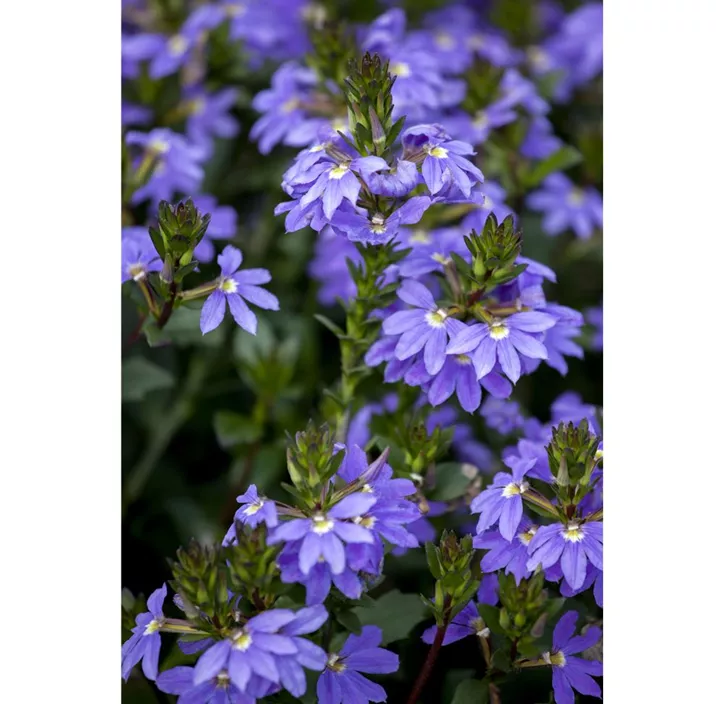 Fächerblume