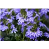 bellaflora Gartencenter GmbH