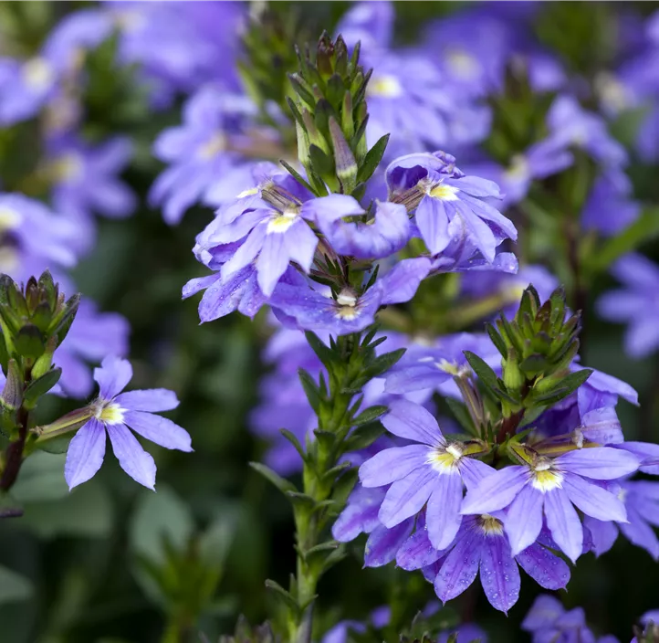 Fächerblume