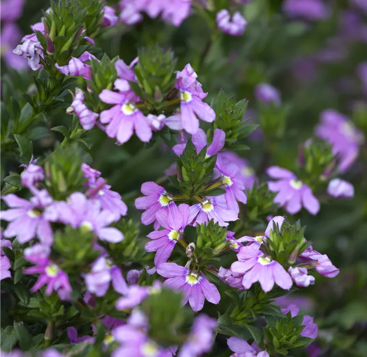 Fächerblume