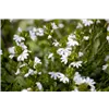 bellaflora Gartencenter GmbH