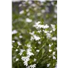 bellaflora Gartencenter GmbH