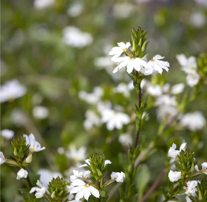 Fächerblume