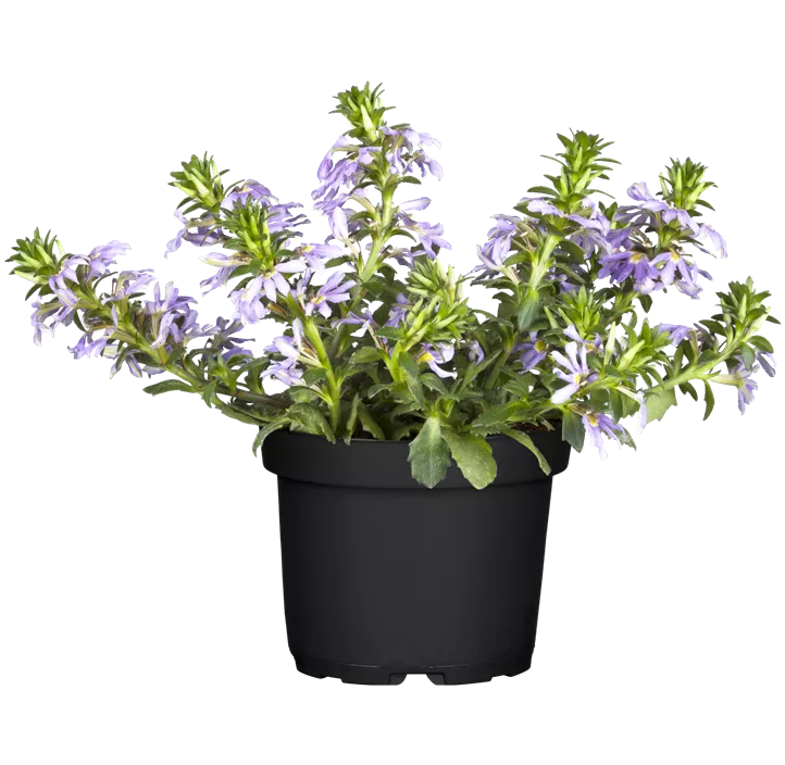 Fächerblume