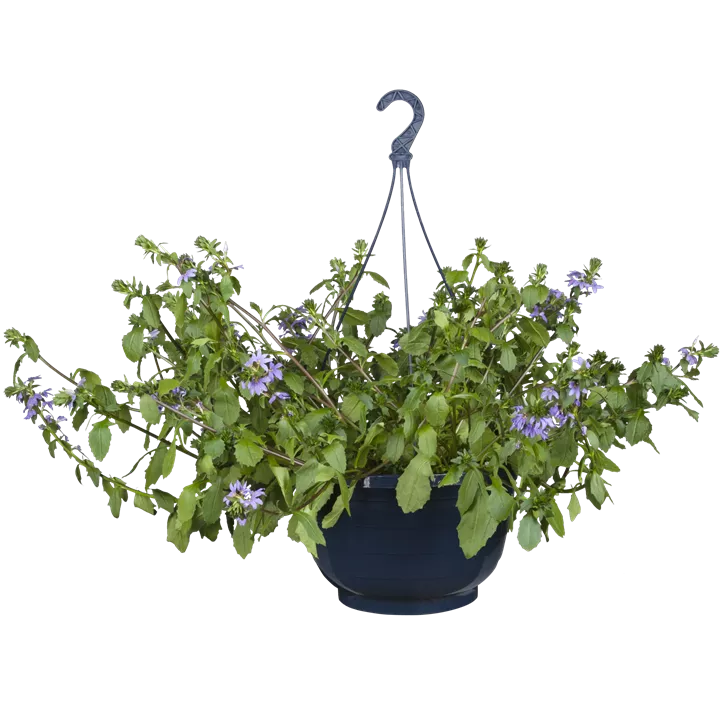 Fächerblume