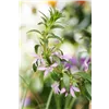 bellaflora Gartencenter GmbH
