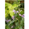 bellaflora Gartencenter GmbH