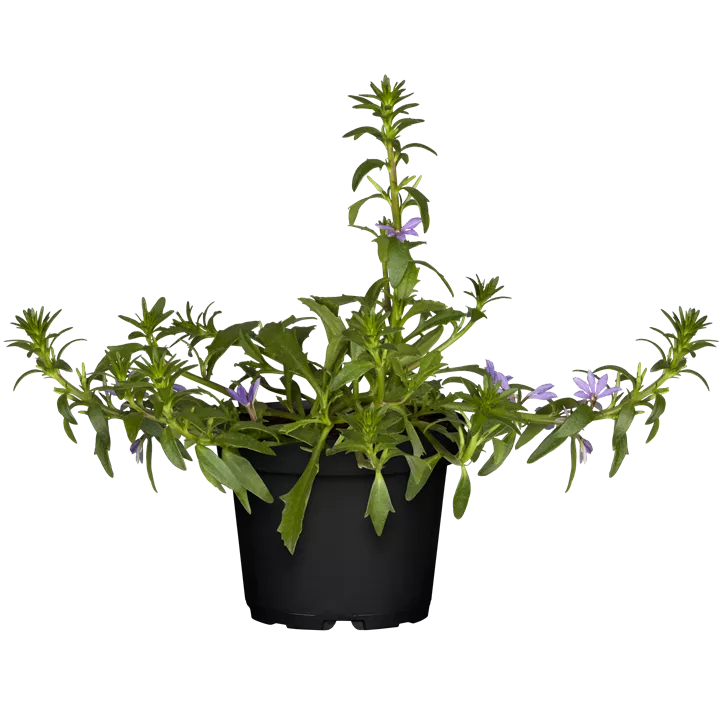 Fächerblume
