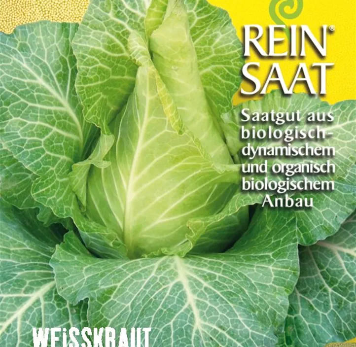 Spitzkraut Filderkraut