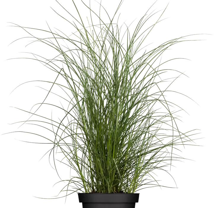 Garten-Chinaschilf 'Kleine Silberspinne'